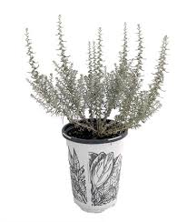 Image result for Helichrysum lindleyii