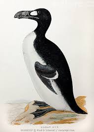 Image result for Pinguinus impennis