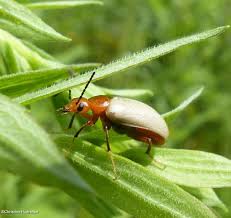 Attēlu rezultāti vaicājumam “Meloe sp. imago”