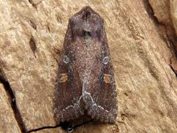 Attēlu rezultāti vaicājumam “Lacanobia oleracea”