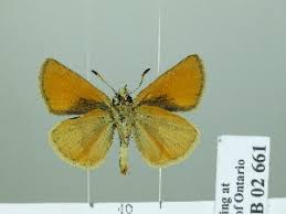 Attēlu rezultāti vaicājumam “Thymelicus lineola female”