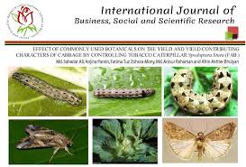 Attēlu rezultāti vaicājumam “Agrochola litura imago”