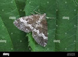 Attēlu rezultāti vaicājumam “Perizoma alchemilla”