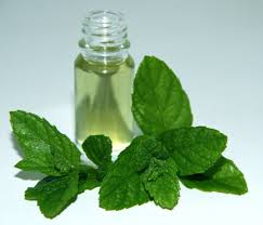 Image result for Mentha piperita