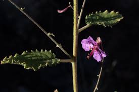 Attēlu rezultāti vaicājumam “Onagraceae”