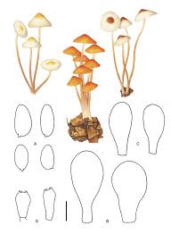 Attēlu rezultāti vaicājumam “Marasmius sp.”