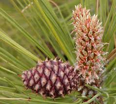 Attēlu rezultāti vaicājumam “Pinus ponderosa fruit”