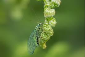 Attēlu rezultāti vaicājumam “Chrysopa”