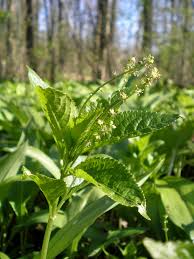 Attēlu rezultāti vaicājumam “Mercurialis perennis bud”