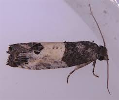 Attēlu rezultāti vaicājumam “Spilonota ocellana”