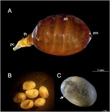 Attēlu rezultāti vaicājumam “Gynaephora selenitica larva”