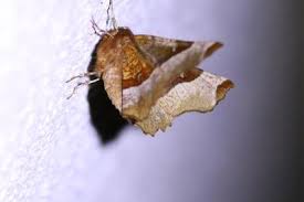 Attēlu rezultāti vaicājumam “Selenia dentaria imago”