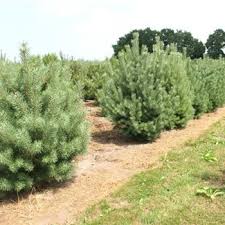 Attēlu rezultāti vaicājumam “Pinus sylvestris var. turfosa”