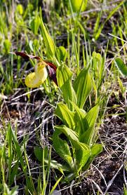 Attēlu rezultāti vaicājumam “Cypripedium calceolus leaf”
