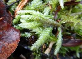 Attēlu rezultāti vaicājumam “Plagiothecium sp.”