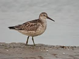 Image result for Calidris tenuirostris