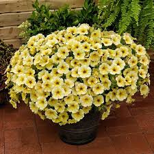 Image result for Petunia