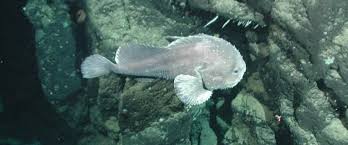 Image result for blobfish