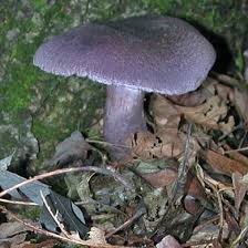 Attēlu rezultāti vaicājumam “Cortinarius violaceus”