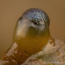 Attēlu rezultāti vaicājumam “Colloderma sp.”