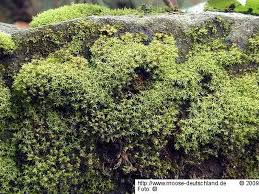 Attēlu rezultāti vaicājumam “Didymodon fallax var. brevifolius”