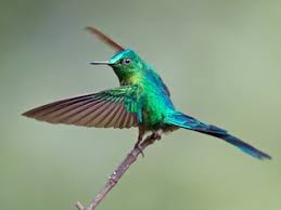 Attēlu rezultāti vaicājumam “Lycogala asperum sessile”