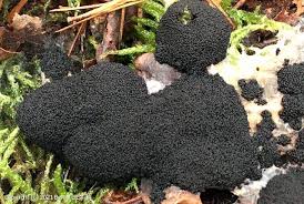 Attēlu rezultāti vaicājumam “Brefeldia maxima”