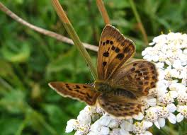 Attēlu rezultāti vaicājumam “Lycaena virgaureae underside”