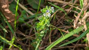 Attēlu rezultāti vaicājumam “Veronica serpyllifolia flower”