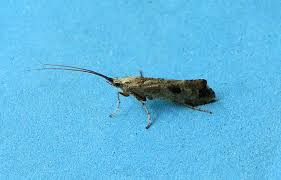 Attēlu rezultāti vaicājumam “Glyphotaelius pellucidus”