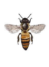 Attēlu rezultāti vaicājumam “Apis mellifera”