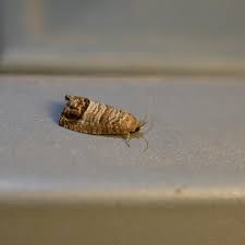 Attēlu rezultāti vaicājumam “Cydia pomonella”