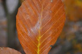 Attēlu rezultāti vaicājumam “Fagus sylvatica fo. laciniata leaf”