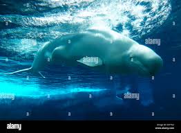 Image result for Delphinapterus leucas