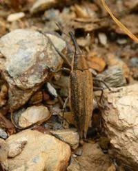 Attēlu rezultāti vaicājumam “Lixus iridis”