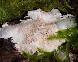 Attēlu rezultāti vaicājumam “Porotheleum fimbriatum”