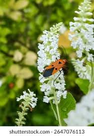 Image result for True stiners