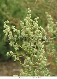 Attēlu rezultāti vaicājumam “Chenopodium album flower”
