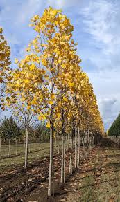 Attēlu rezultāti vaicājumam “Liriodendron tulipifera”