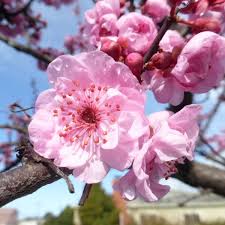 Attēlu rezultāti vaicājumam “Prunus (plum-tree)”