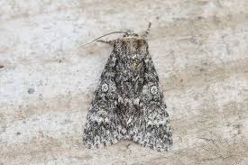 Attēlu rezultāti vaicājumam “Acronicta megacephala”