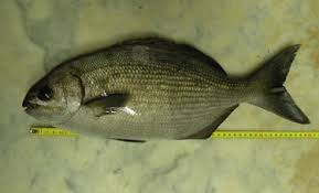 Image result for Kyphosus