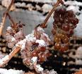 Ice wine - Wikipedia, the free encyclopedia
