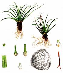 Attēlu rezultāti vaicājumam “Isoetes lacustris”