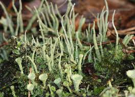 Attēlu rezultāti vaicājumam “Cladonia coniocraea”
