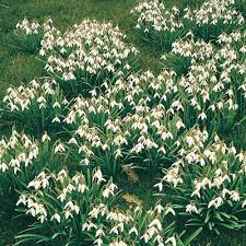Attēlu rezultāti vaicājumam “Galanthus nivalis flower”