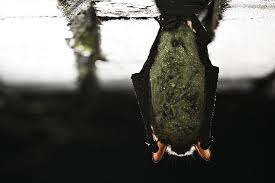 Attēlu rezultāti vaicājumam “Myotis dasycneme”