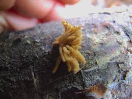 Attēlu rezultāti vaicājumam “Heterotrichia obvelata (syn. Arcyria obvelata) young”