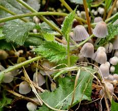 Attēlu rezultāti vaicājumam “Diderma ochraceum young”