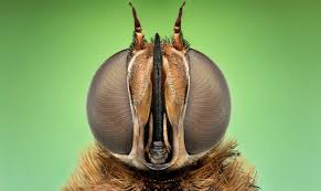 Attēlu rezultāti vaicājumam “Hemipenthes morio”